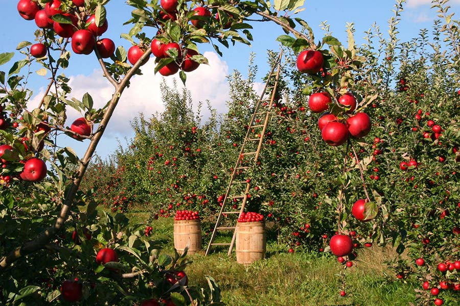 Microrganismi Effettivi per la cura degli alberti da frutto