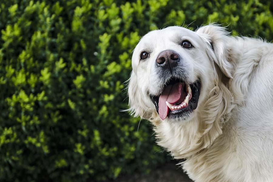 Microrganismi Effettivi per la cura del cane