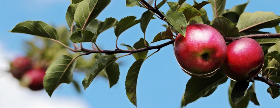 Microrganismi Effettivi negli Alberi da Frutto